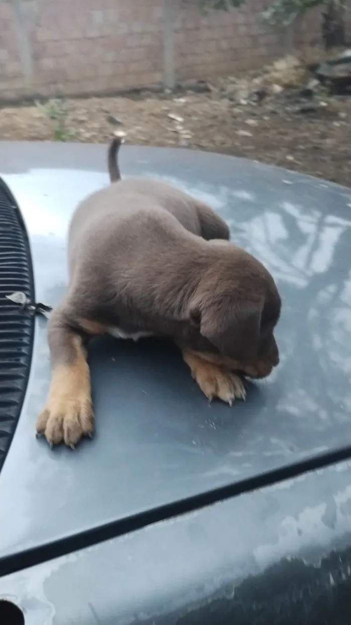 Cachorro ra a SRD-ViraLata idade Abaixo de 2 meses nome Laica Cordelia 