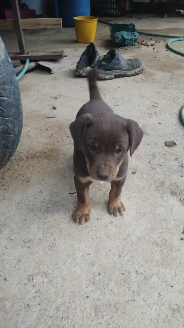 Cachorro ra a SRD-ViraLata idade Abaixo de 2 meses nome Laica Cordelia 