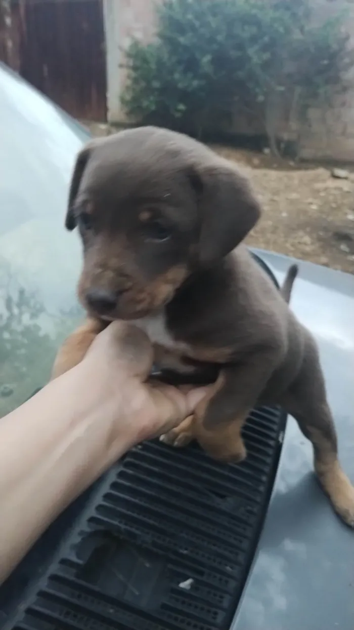 Cachorro ra a SRD-ViraLata idade Abaixo de 2 meses nome Laica Cordelia 