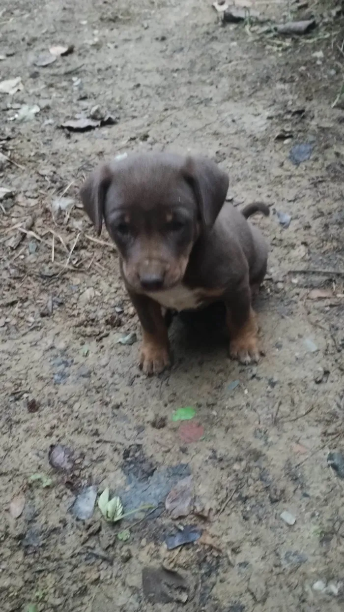 Cachorro ra a SRD-ViraLata idade Abaixo de 2 meses nome Laica Cordelia 