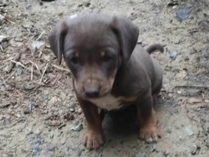 Cachorro ra a SRD-ViraLata idade Abaixo de 2 meses nome Laica Cordelia 