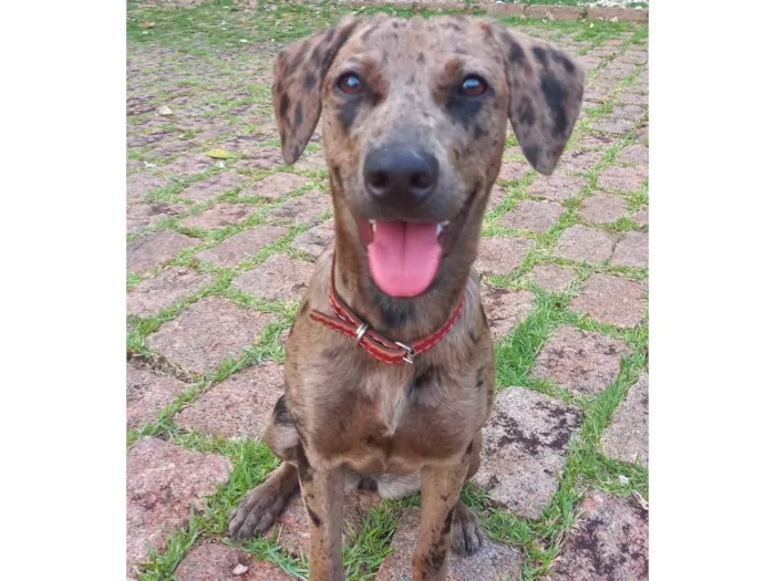 Cachorro ra a SRD-ViraLata idade 1 ano nome Jade