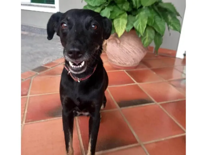 Cachorro ra a SRD-ViraLata idade 1 ano nome Jade