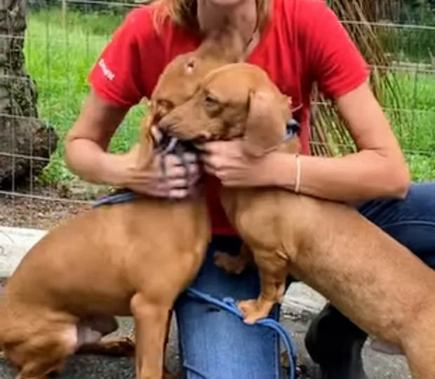 Cachorro ra a Basset-Cofap idade 1 ano nome Téo e Léo