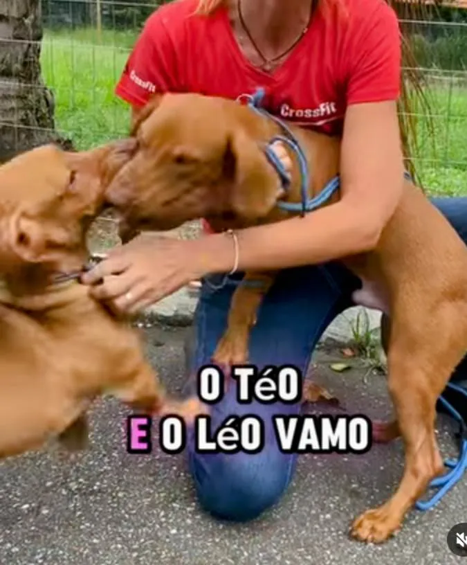 Cachorro ra a Basset-Cofap idade 1 ano nome Téo e Léo