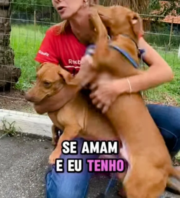 Cachorro ra a Basset-Cofap idade 1 ano nome Téo e Léo