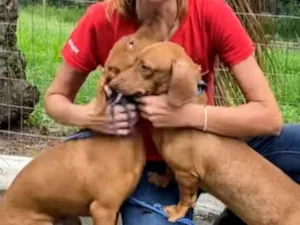 Cachorro raça Basset-Cofap idade 1 ano nome Téo e Léo