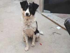 Cachorro raça SRD-ViraLata idade 2 anos nome Luna