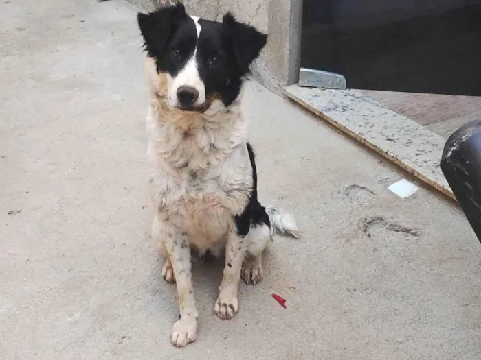 Cachorro ra a SRD-ViraLata idade 2 anos nome Luna