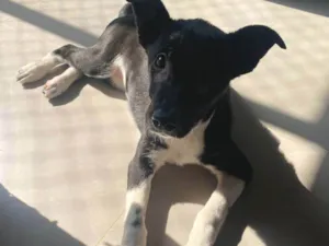 Cachorro raça SRD-ViraLata idade 7 a 11 meses nome Amy