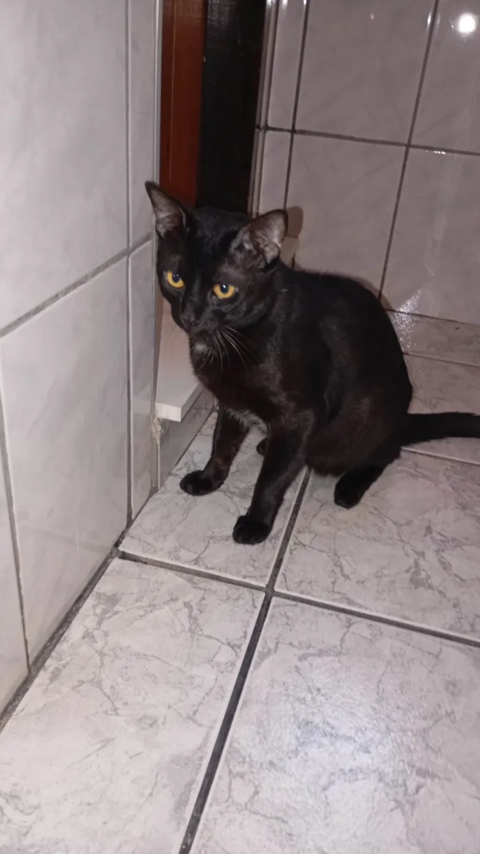 Gato ra a SRD-ViraLata idade 1 ano nome Bolt