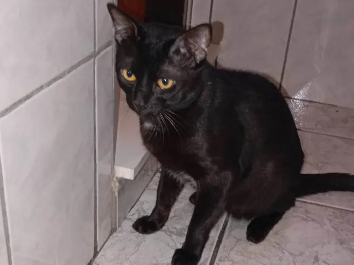 Gato ra a SRD-ViraLata idade 1 ano nome Bolt