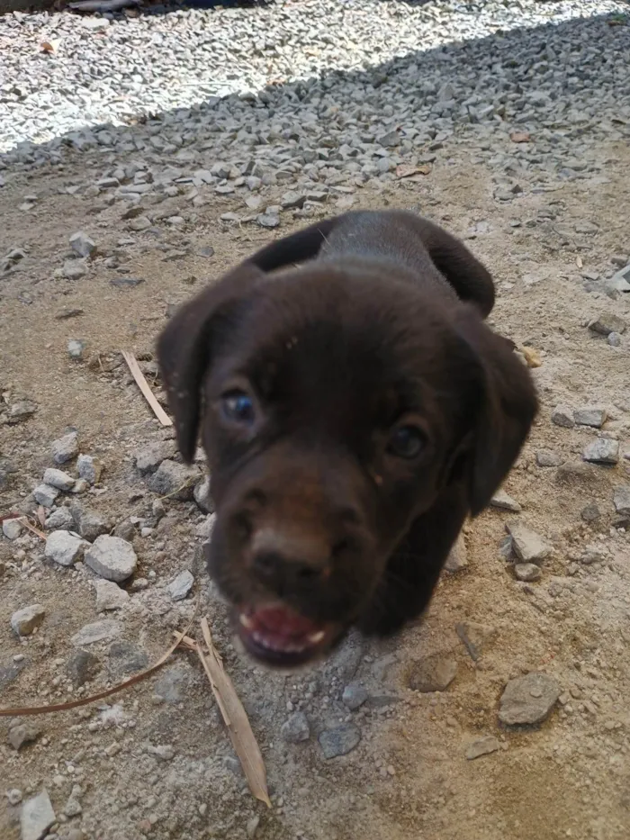 Cachorro ra a SRD-ViraLata idade Abaixo de 2 meses nome Sem nome