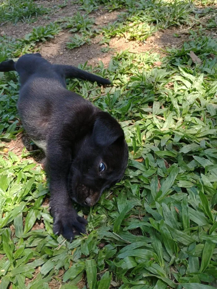 Cachorro ra a SRD-ViraLata idade Abaixo de 2 meses nome Sem nome