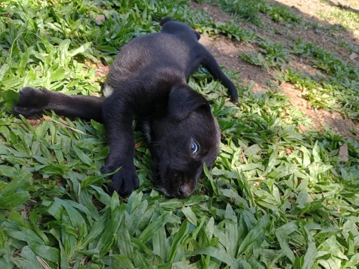 Cachorro ra a SRD-ViraLata idade Abaixo de 2 meses nome Sem nome