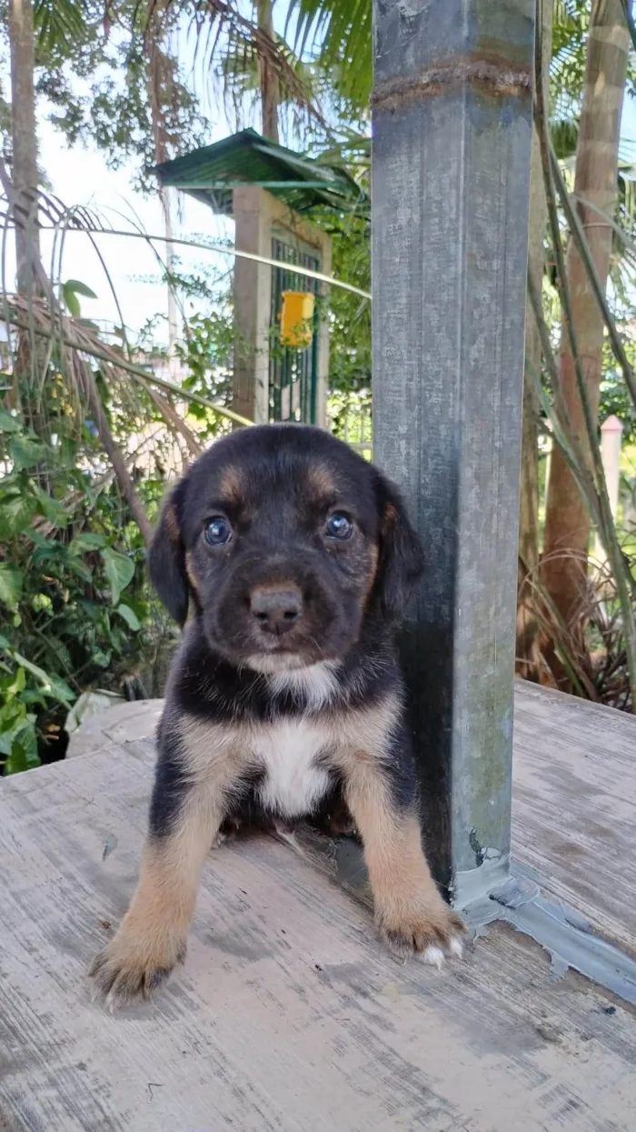 Cachorro ra a SRD-ViraLata idade Abaixo de 2 meses nome Sem nome