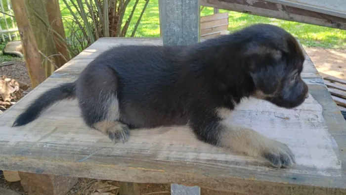 Cachorro ra a SRD-ViraLata idade Abaixo de 2 meses nome Sem nome