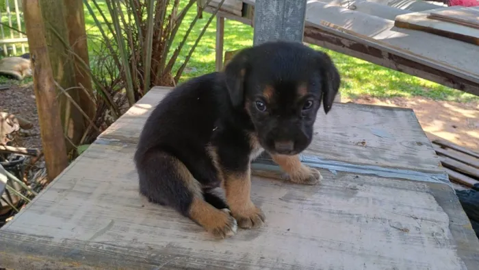 Cachorro ra a SRD-ViraLata idade Abaixo de 2 meses nome Sem nome