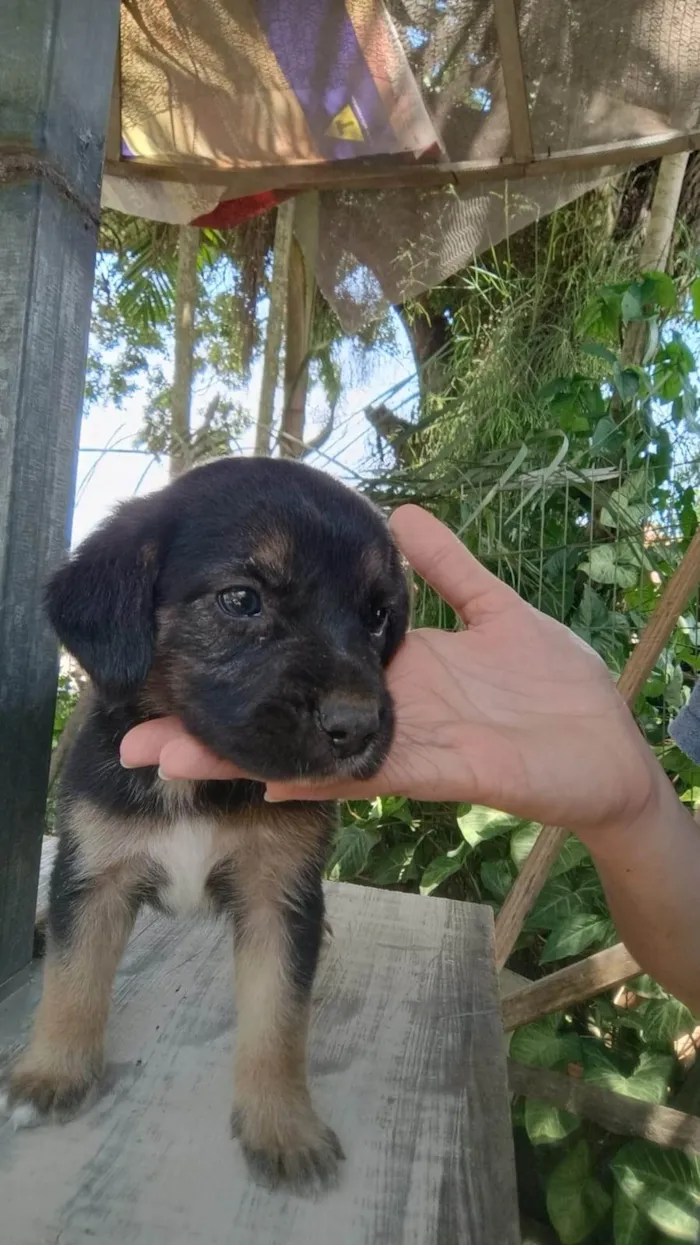 Cachorro ra a SRD-ViraLata idade Abaixo de 2 meses nome Sem nome