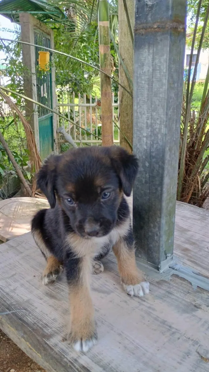 Cachorro ra a SRD-ViraLata idade Abaixo de 2 meses nome Sem nome