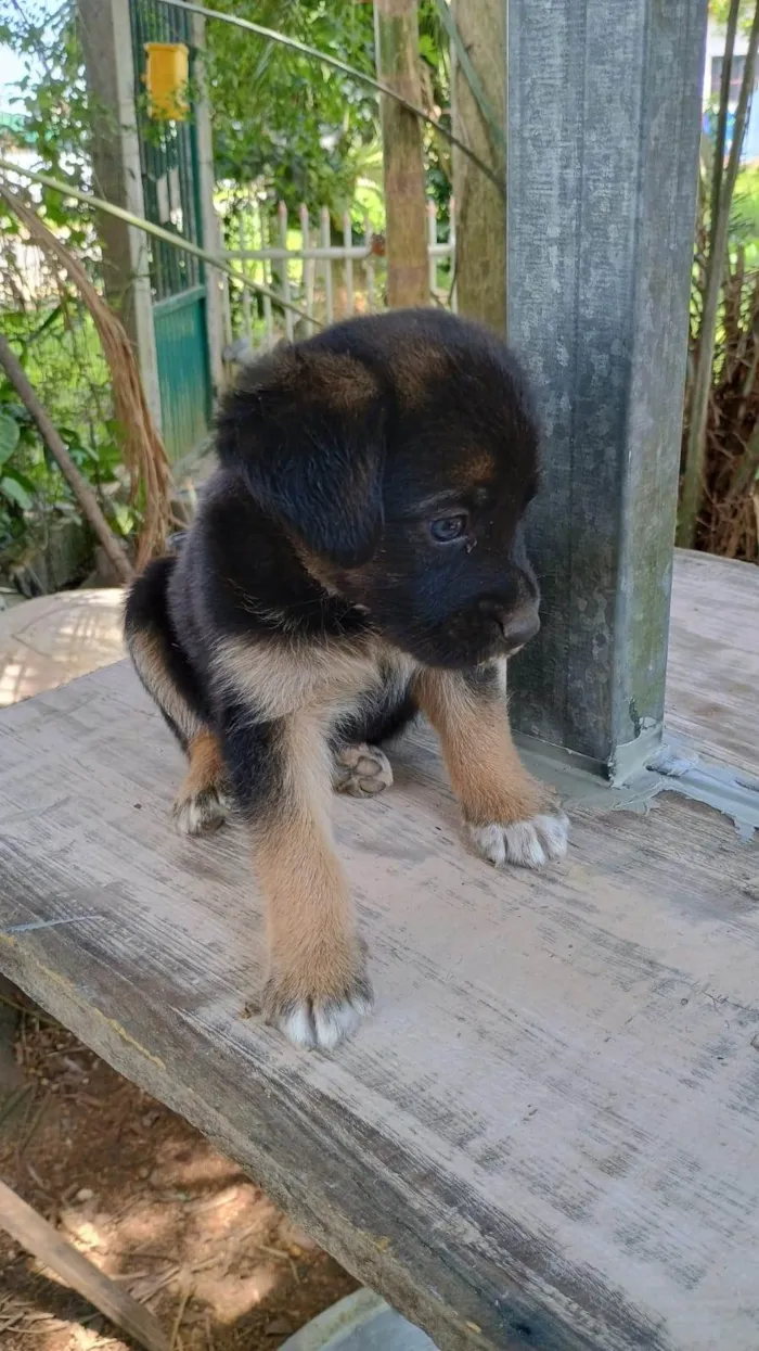 Cachorro ra a SRD-ViraLata idade Abaixo de 2 meses nome Sem nome