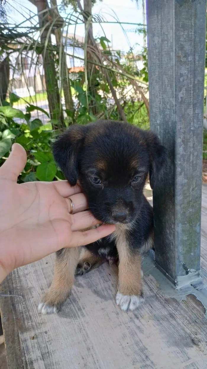 Cachorro ra a SRD-ViraLata idade Abaixo de 2 meses nome Sem nome