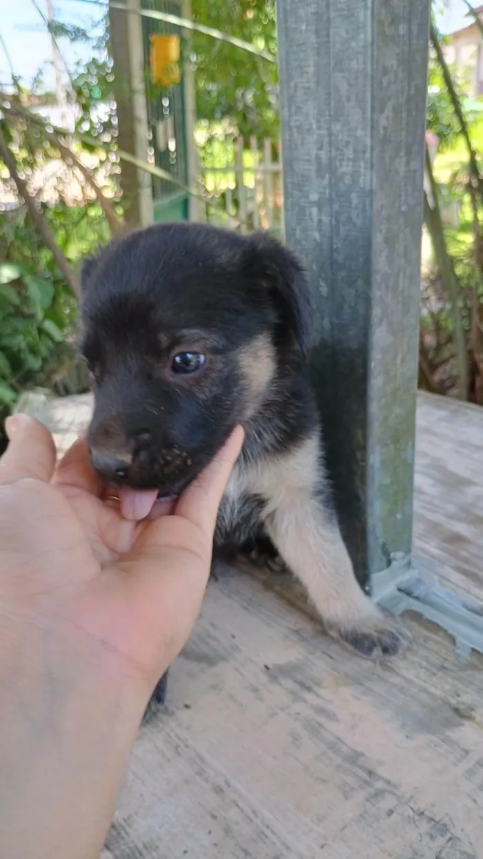 Cachorro ra a SRD-ViraLata idade Abaixo de 2 meses nome Sem nome