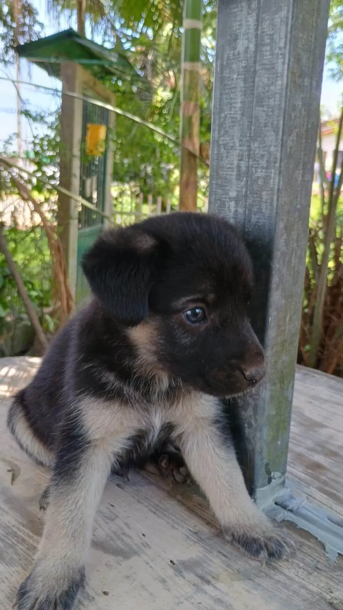 Cachorro ra a SRD-ViraLata idade Abaixo de 2 meses nome Sem nome