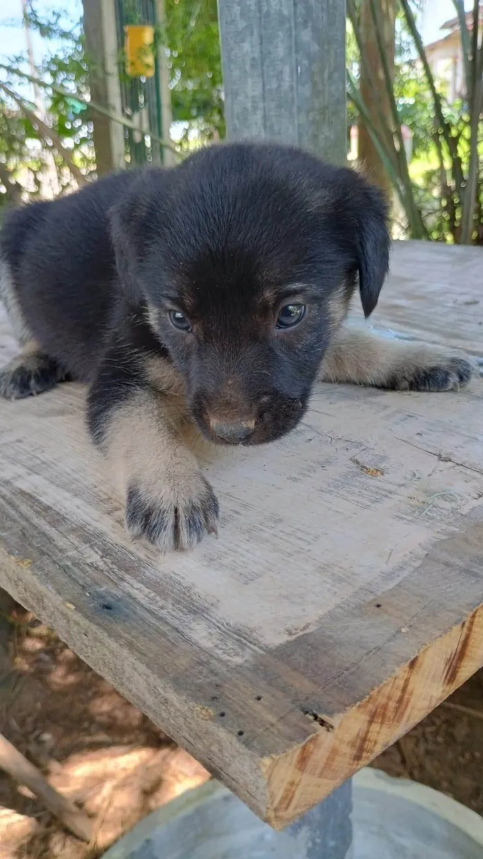 Cachorro ra a SRD-ViraLata idade Abaixo de 2 meses nome Sem nome