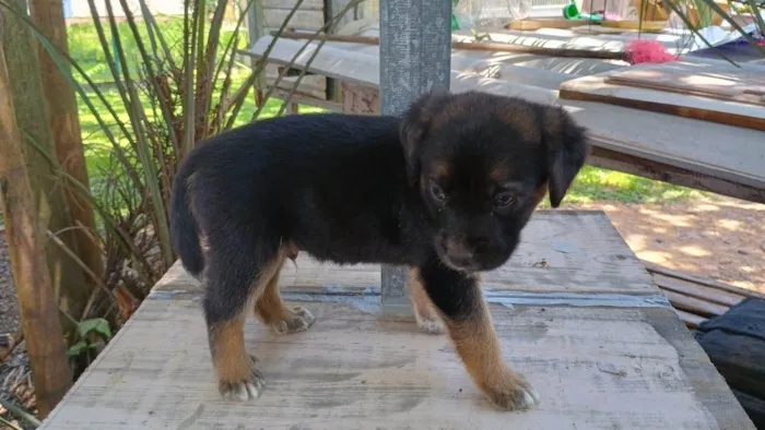 Cachorro ra a SRD-ViraLata idade Abaixo de 2 meses nome Sem nome