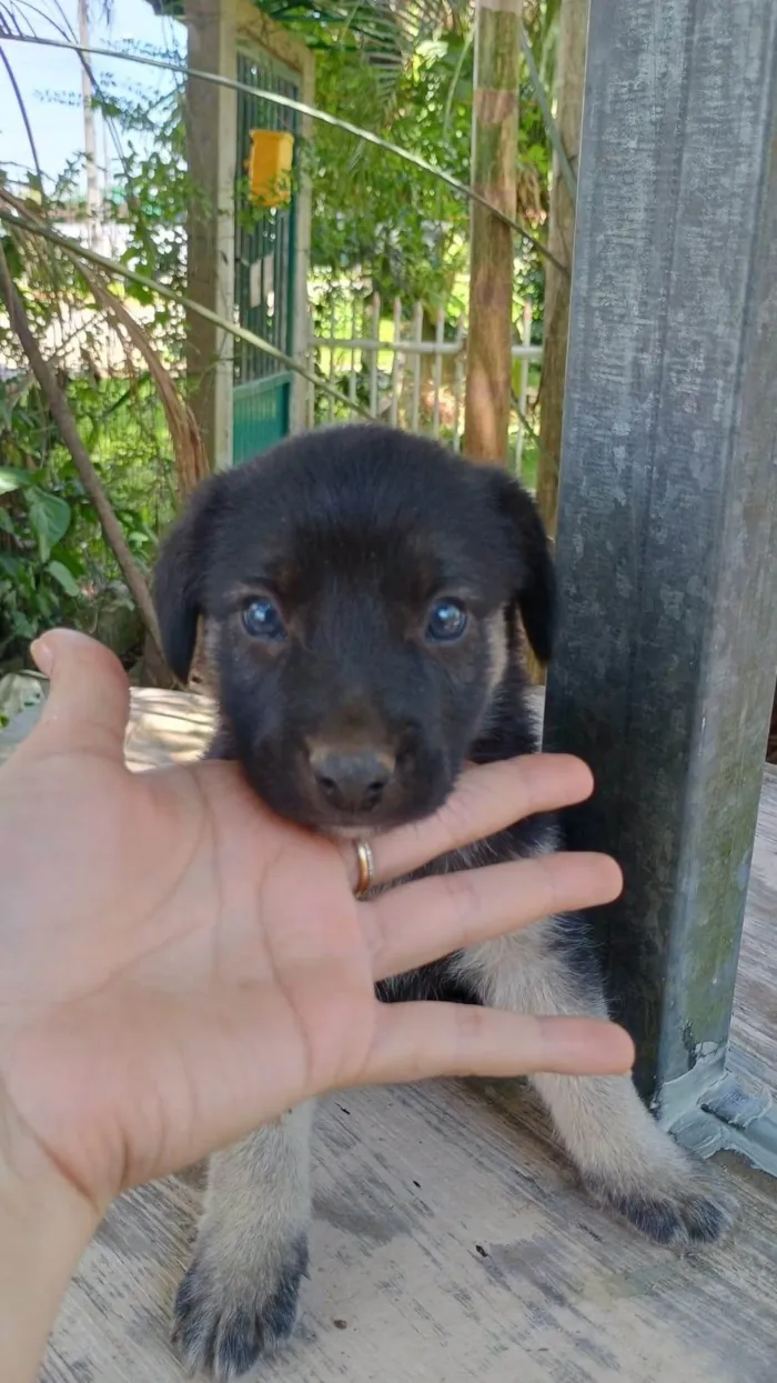 Cachorro ra a SRD-ViraLata idade Abaixo de 2 meses nome Sem nome