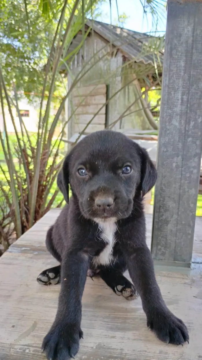 Cachorro ra a SRD-ViraLata idade Abaixo de 2 meses nome Sem nome