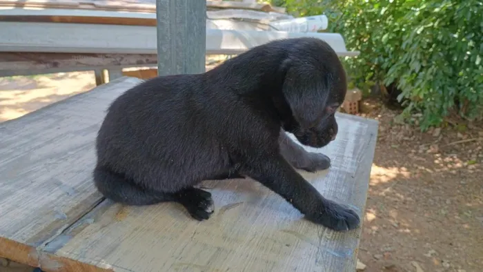 Cachorro ra a SRD-ViraLata idade Abaixo de 2 meses nome Sem nome