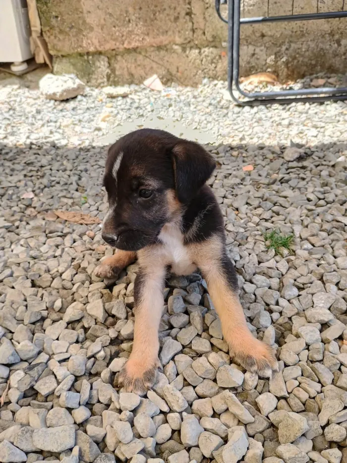 Cachorro ra a SRD-ViraLata idade Abaixo de 2 meses nome Sem nome