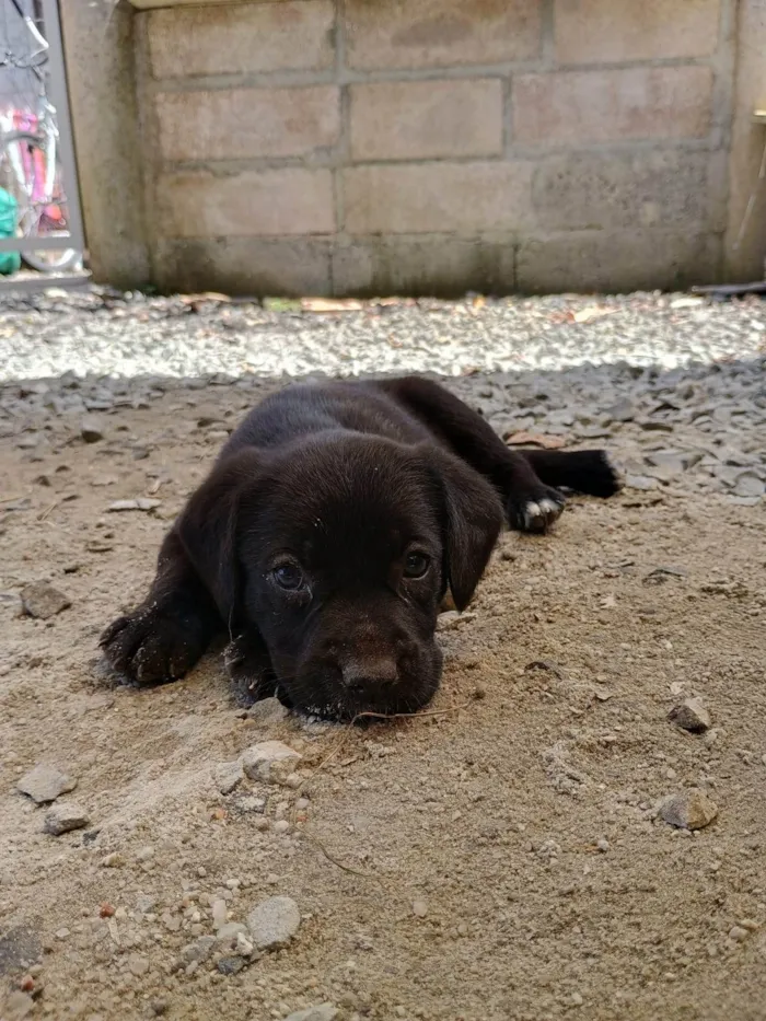 Cachorro ra a SRD-ViraLata idade Abaixo de 2 meses nome Sem nome