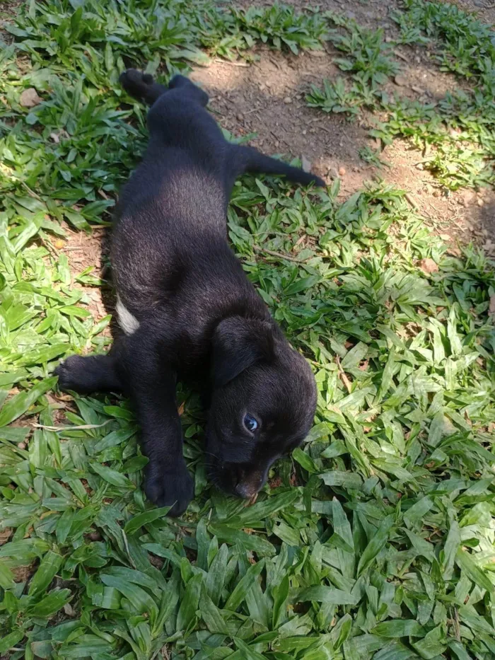 Cachorro ra a SRD-ViraLata idade Abaixo de 2 meses nome Sem nome