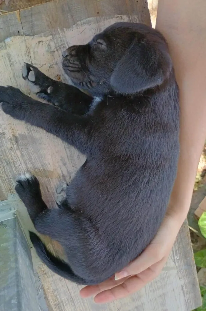 Cachorro ra a SRD-ViraLata idade Abaixo de 2 meses nome Sem nome