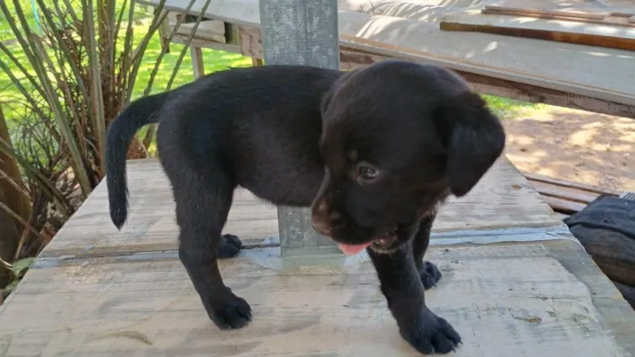 Cachorro ra a SRD-ViraLata idade Abaixo de 2 meses nome Sem nome