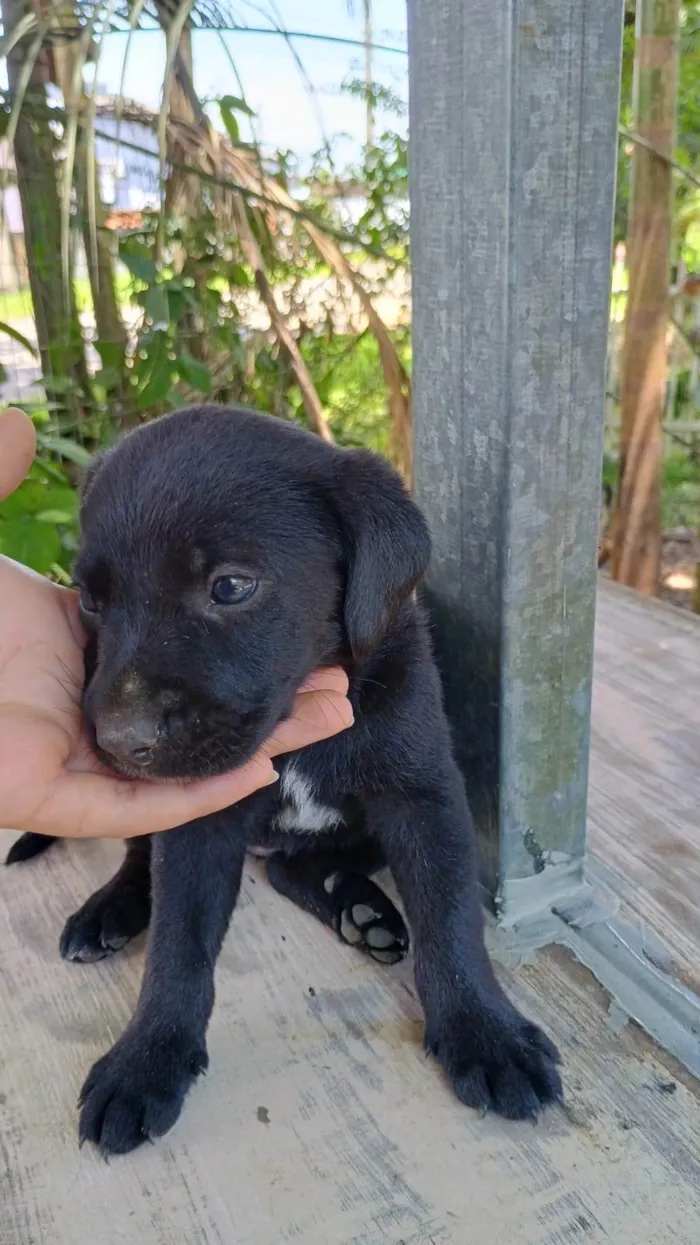 Cachorro ra a SRD-ViraLata idade Abaixo de 2 meses nome Sem nome