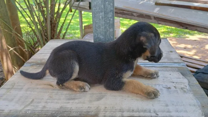 Cachorro ra a SRD-ViraLata idade Abaixo de 2 meses nome Sem nome