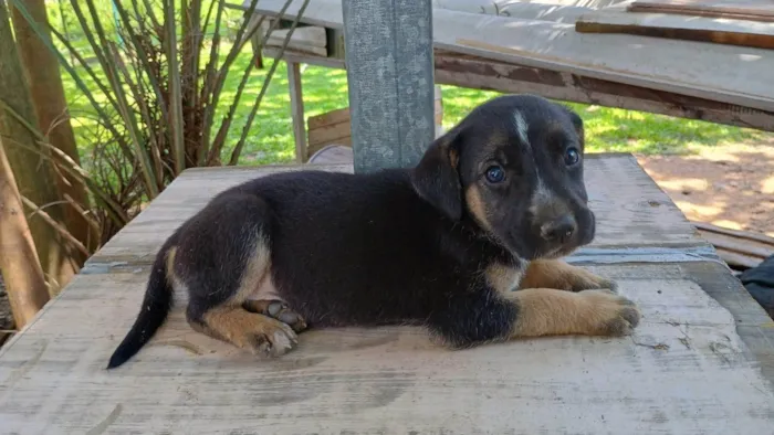 Cachorro ra a SRD-ViraLata idade Abaixo de 2 meses nome Sem nome