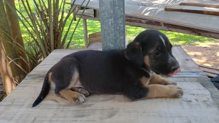 Cachorro ra a SRD-ViraLata idade Abaixo de 2 meses nome Sem nome