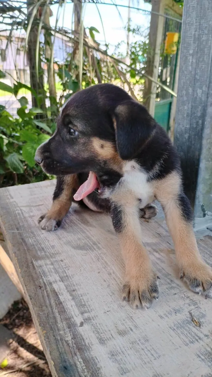 Cachorro ra a SRD-ViraLata idade Abaixo de 2 meses nome Sem nome