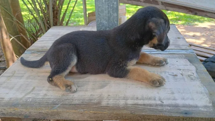 Cachorro ra a SRD-ViraLata idade Abaixo de 2 meses nome Sem nome