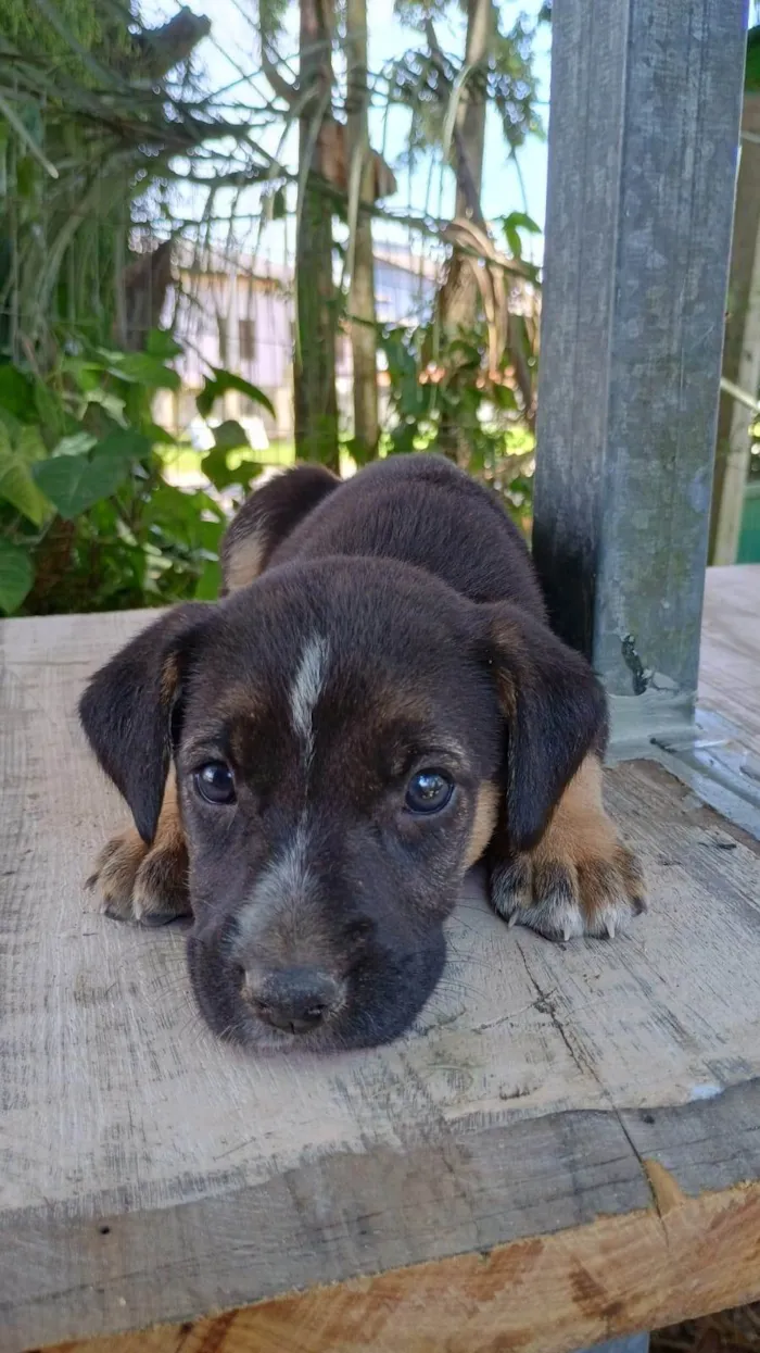 Cachorro ra a SRD-ViraLata idade Abaixo de 2 meses nome Sem nome