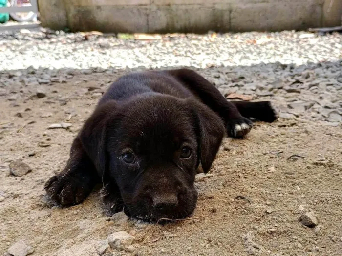 Cachorro ra a SRD-ViraLata idade Abaixo de 2 meses nome Sem nome