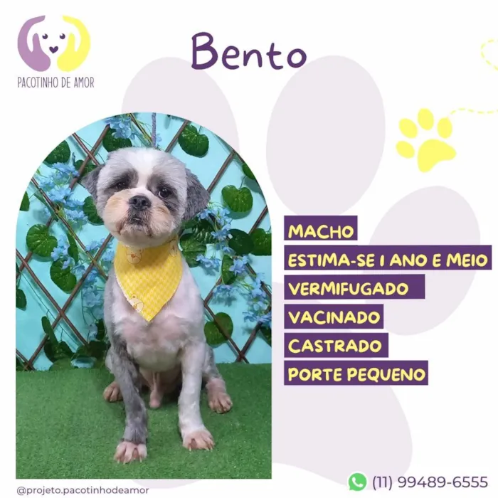 Cachorro ra a SRD-ViraLata idade 1 ano nome Bento