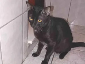 Gato raça SRD-ViraLata idade 1 ano nome Bolt