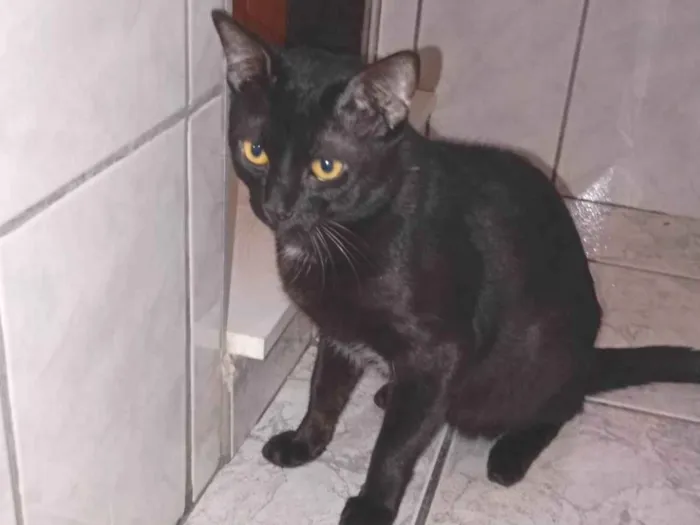 Gato ra a SRD-ViraLata idade 1 ano nome Bolt