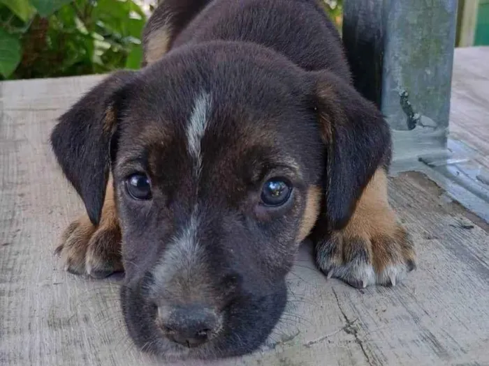 Cachorro ra a SRD-ViraLata idade Abaixo de 2 meses nome Sem nome